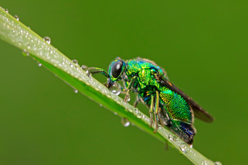 Chrysis shanghaiensis on green leaves