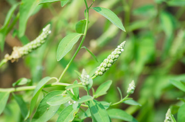 green plant in the garden