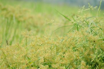 green grass with water drops
