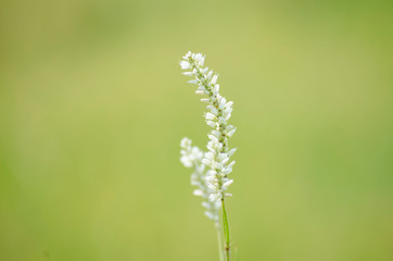 white flowers on a green background