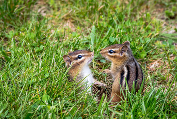Naklejka na ściany i meble Young Eastern Chipmunk pair, Tamias striatus, in green grass - cute and funny animals in the Spring