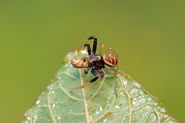 crab spiders catch and feed on weevil