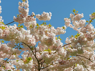 Prunus serrulata  - Cerisier du Japon  'shirotae'