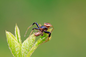 crab spiders catch and feed on weevil