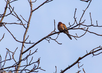 Dove on the branches of a tree against the blue sky