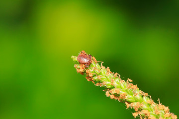 ticks on plant