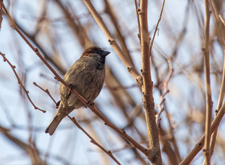 Sparrow on the branches of a tree against the blue sky