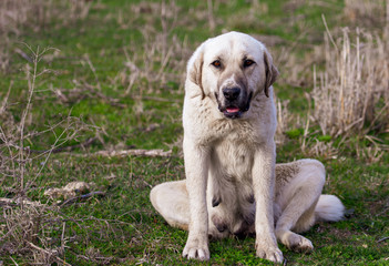 Portrait of a dog on the grass in spring