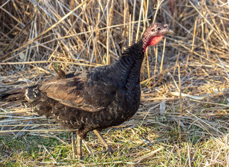 Turkeys graze in the meadow in spring