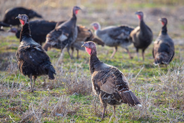 Turkeys graze in the meadow in spring