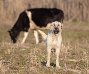 Portrait of a dog on the grass in spring