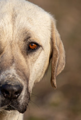 Obraz premium Portrait of a dog in the afternoon