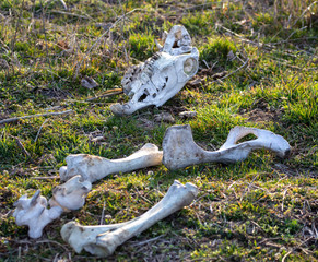 The bones of the animal lie in nature