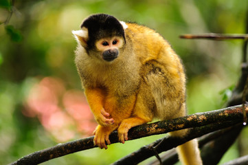 Fototapeta premium Scimmia a Monkeyland, Plattenberg Bay