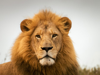 Fototapeta na wymiar Lo sguardo del leone