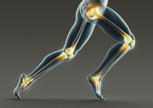 Human legs and bones, x ray, 3d rendering