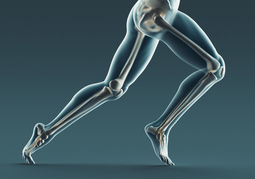 Human legs and bones, x ray, 3d rendering
