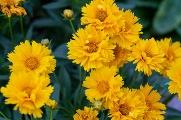 yellow flowers in the garden