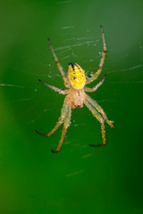 Argiope bruennichi larvae