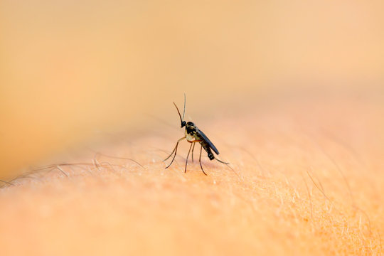 sciarid flies on plant
