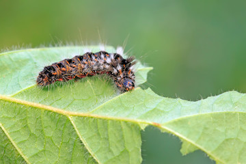 caterpillar on green leaf