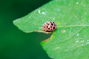 Epilachna vigintioctopunctata on plant