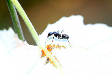 Camponotus japonicus on plant