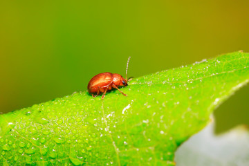 leaf beetle on plant