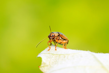 leaf beetle on plant