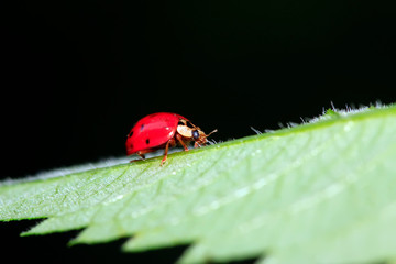 Harmonia axyridis on plant