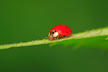 Harmonia axyridis on plant