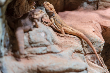 Bartagame sitzt auf Felsvorsprung