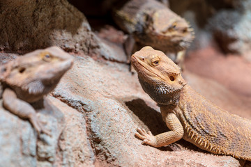 Bartagame sitzt auf Felsvorsprung