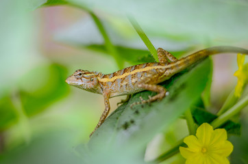 lizard on a leaf