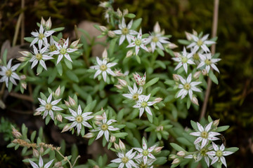 flowers in the garden