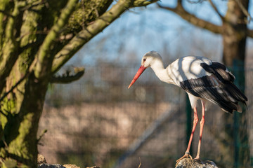 Storch auf Stein