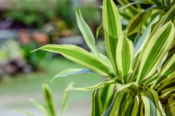 green plant in the garden