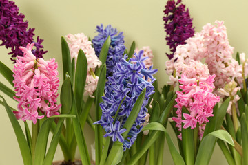 Obraz premium Beautiful spring hyacinth flowers on color background, closeup