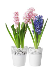 Beautiful spring hyacinth flowers isolated on white