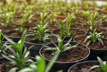 Many fresh green seedlings growing in pots with soil, closeup