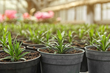 Many pots with soil and fresh seedlings in greenhouse, closeup