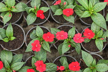 Many blooming flowers growing in pots with soil, top view