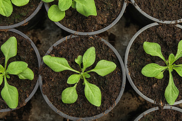 Fresh green seedlings growing in pots with soil, top view