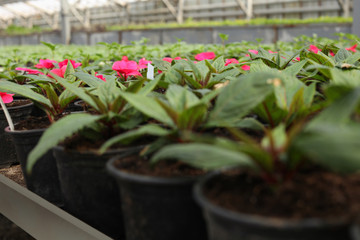 Many pots with soil and blooming flowers in greenhouse, closeup