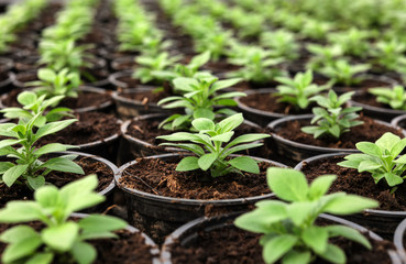 Many fresh green seedlings growing in pots with soil, closeup