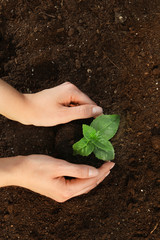 Woman planting green seedling into soil, top view. Space for text