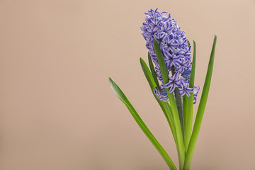 Beautiful hyacinth on color background, space for text. Spring flower
