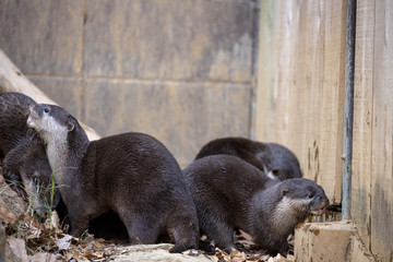 コツメカワウソ
