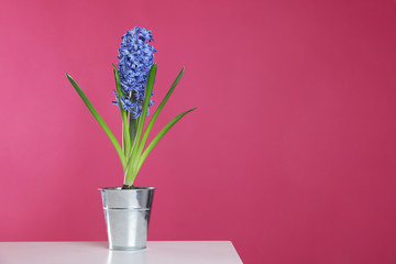 Beautiful hyacinth in metal bucket on table against color background, space for text. Spring flower