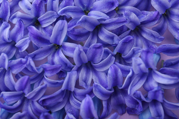 Blooming spring hyacinth flowers as background, closeup view